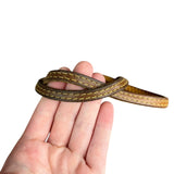 Louis Vuitton Monogram Neverfull GM